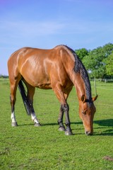 Naklejka na ściany i meble Brown horse on green grass