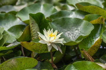seerose