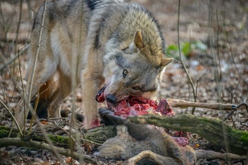 grijze wolf eten in het bos