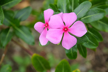 pink Vinca flower