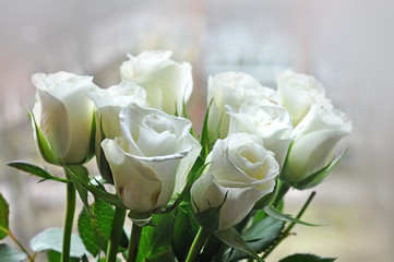 Bouquet of white roses
