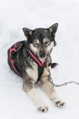 Sled dog, eyes half-closed