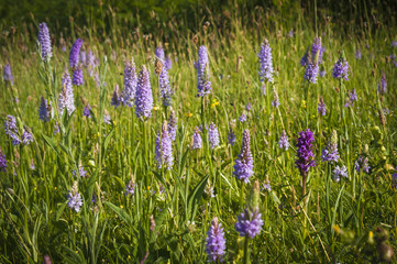 One Early Purple Orchid, Orchis mascula, amongst Common spotted Orchids, Dactylorhiza fuchsii at Heysham Lancashire.