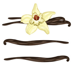 Vanilla sticks or pods with flower on a white background. Isolated vanilla, vector illustration
