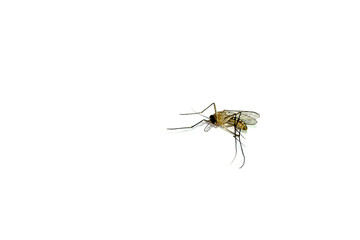 Dead Mosquito on white background
