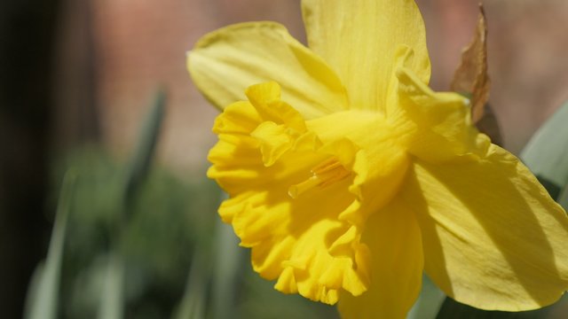 Narcissus pseudonarcissus flower in the garden slow waving by the wind 4K 2160p UltraHD footage - Narcissus pseudonarcissus plant field close-up 4K 3840X2160 UHD video 