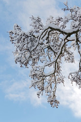 A branch of alder covered with snow and blue sky