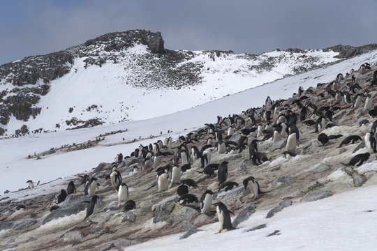 Adélie Penguins, Antarctica.