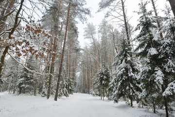  winter landscape