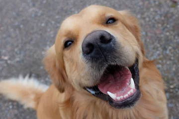 Deurstickers Hond Golden retriever zitten en glimlachen