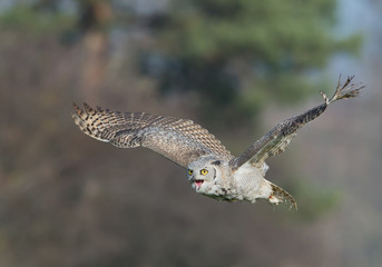 Barn owl taking off from mossy perch, open wings, with clean background, Czech republic, Europe