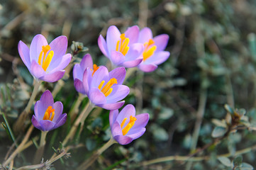 Spring background with purple crocus flowers 