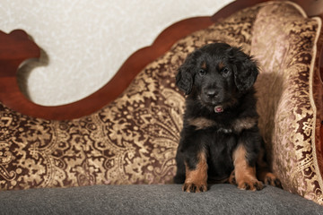 Black and golden hovawart puppy 