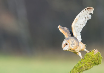 Barn owl taking off from mossy perch, open wings, with clean background, Czech republic, Europe