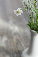 camomile flower in a vase on a wooden background