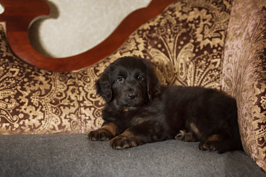 Black and golden hovawart puppy 