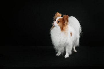 Dog breed Papillon