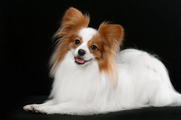 Dog breed Papillon