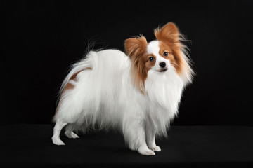 Dog breed Papillon