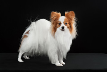Dog breed Papillon