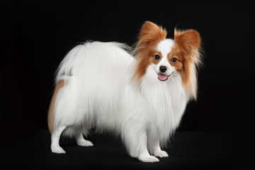 Dog breed Papillon