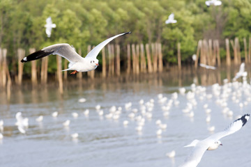 the seagull flying at the sea with group of seagulls is background