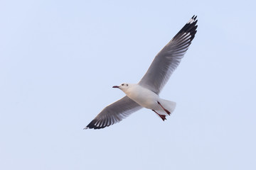 the seagull flying in the air