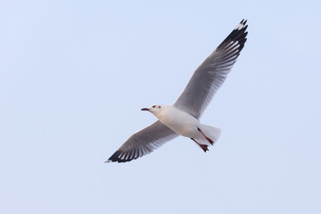 Fototapeta na wymiar the seagull flying in the air