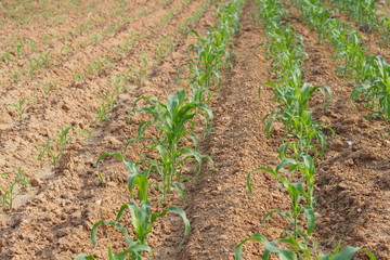 Row of small corn growing in farm