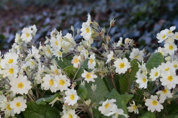 White flowers