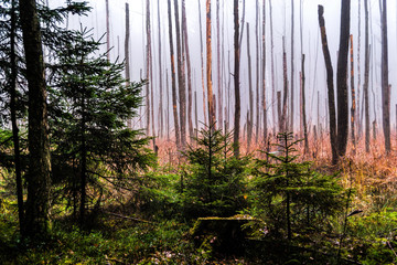 Puszcza Knyszyńska © podlaski49