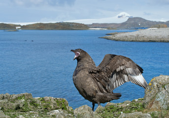 Antarctic skua with open wings, calling, with blue sea and snowy islands in background, South Shetland Islands, Antarctica