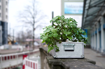 Koffer mit Geranien als Dekoration in der Innenstadt von Magdeburg