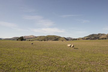 Colinas y monta&ntilde;as verdes con ovejas de la Isla Sur de Nueva Zelanda