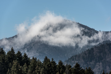 Foggy Landscape. Mountain ridge with clouds flowing through the pine trees.