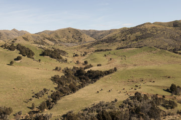 Colinas y montañas verdes con ovejas de la Isla Sur de Nueva Zelanda