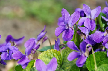 Veilchen - Viola odorata in spring