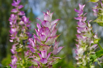 Muskatellersalbei - clary sage plant in garden - 103439248