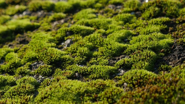 Carpets of clumps of moss on the ground and stone lighted close-up 4K 2160p 30fps UHD video - Bryophyta green wet plants outdoor natural background 4K 3840X2160 UltraHD footage 