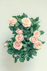 Rosen vor hellem Hintergrund, romantisch