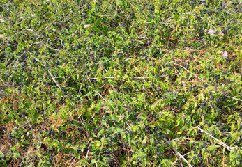 Blackberry bush background.