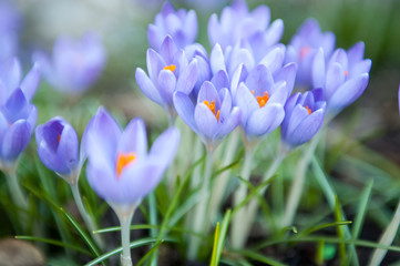 crocus flowers / The rays of spring sun glowing a bunch of crocuses
