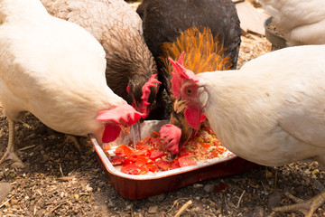 Four domestic chickens eating in the farm - closeup