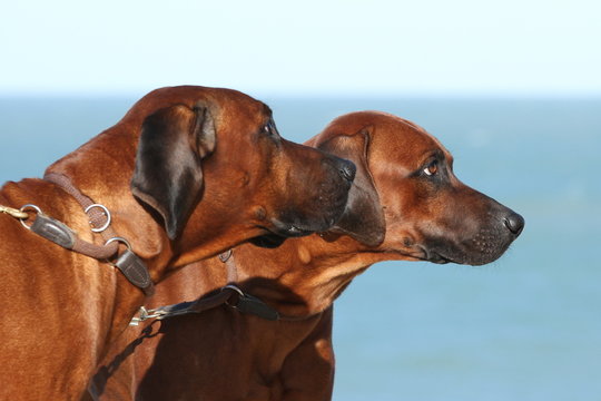 Portrait von zwei Australian Ridgebacks am Meer