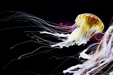 Fototapeta premium Bioluminescent Japanese sea nettle jellyfish