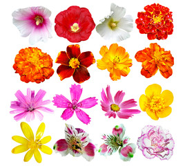 Buds of colorful flowers isolated on white background.