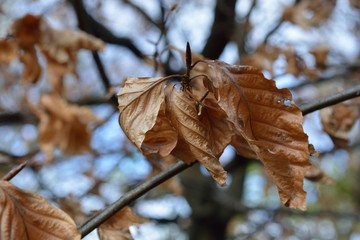 Autumn leaves