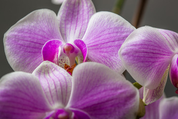 Fototapeta na wymiar Close up of orchid flower