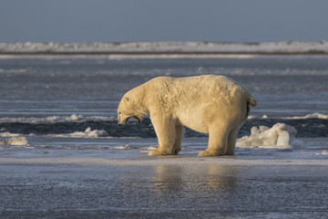Polar Bear standing on ice yawning