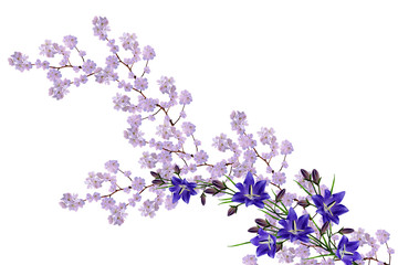 White apple flowers branch